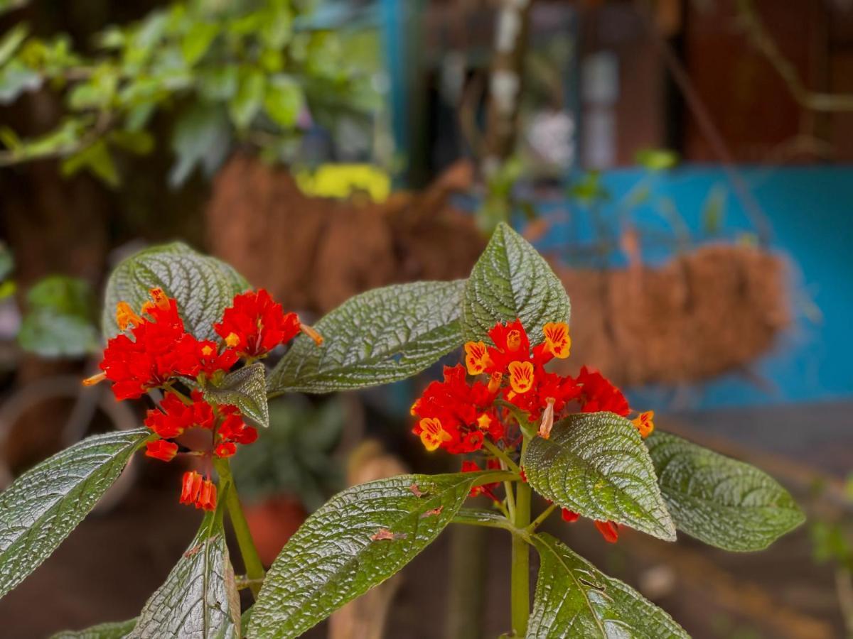 Los Amigos Jungle Hotel Tortuguero Exterior photo